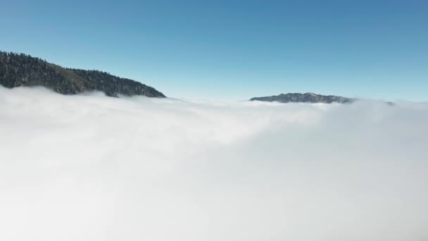 Birds eye aerial view of the mountain peaks with dense forest protruding from white cloud in California, USA — Stock Video