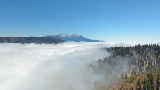 Madarak kilátás a felhők felett fekvő az erdő felszínén Kaliforniában, USA — Stock videók