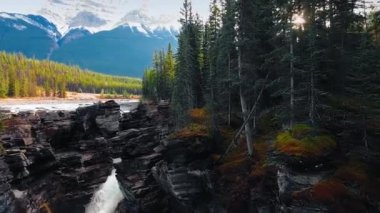 Athabaska Şelalesi ve kozalaklı ormanlık (Athabaska Nehri, Alberta, Kanada)