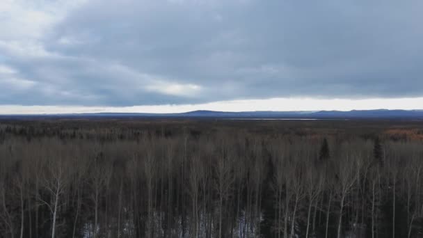 カナダのアルバータ州アイビー湖近くの鬱蒼とした冬の森の上にドローンカメラが立ち上がります — ストック動画