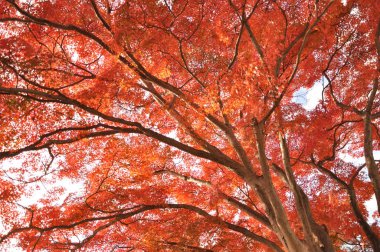 Sonbaharda kırmızı yapraklar