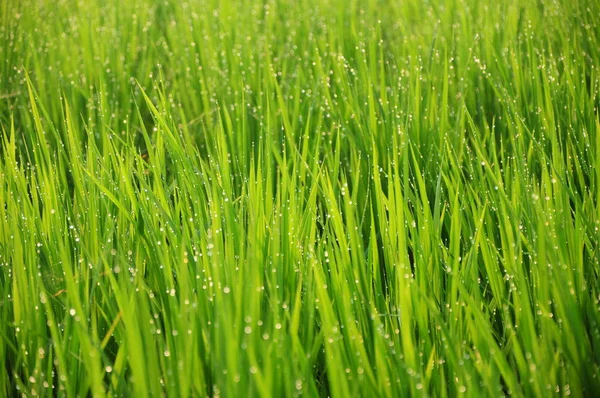 Zelené rýžové pole s jasně propady vody ráno — Stock fotografie