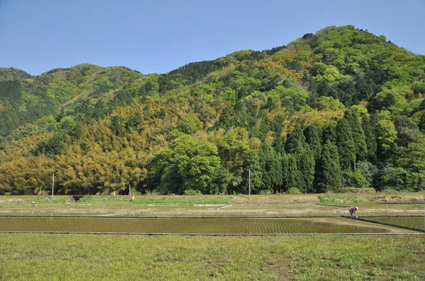 Campo montaña con campo de arroz — Foto de Stock