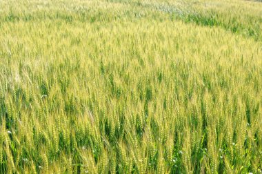 Yeşil buğday tarlası