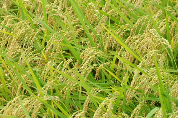 Palha de arroz verde amarelo campo de arroz no outono — Fotografia de Stock