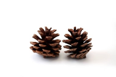 Beyaz arkaplanda çam kozalakları izole