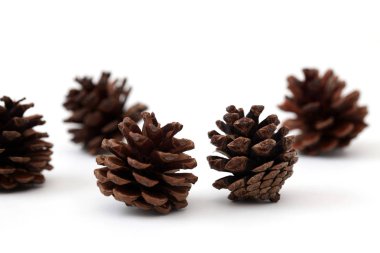 Beyaz arkaplanda çam kozalakları izole