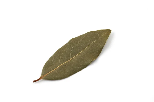 Leaf of laurel laurier isolated on white background — Stock Photo, Image