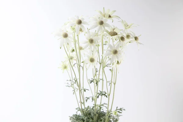 Flannel flower Actinotus helianthi isolated on white background — Stock Photo, Image