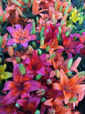 Doğada pembe zambaklar