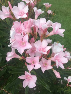 güzel pembe çiçek arkaplanı