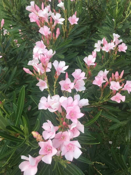 güzel pembe çiçek arkaplanı