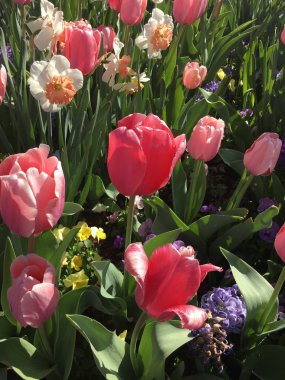 Laleler aracılığıyla Tiptoe