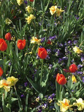 Kırmızı Laleler Sarı Nergis