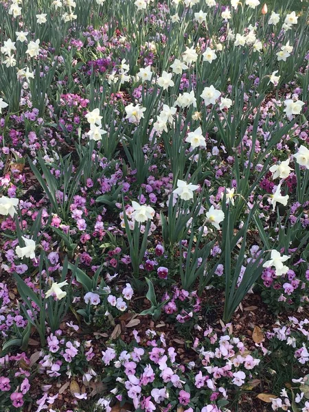 Belles Fleurs Dans Prairie — Photo