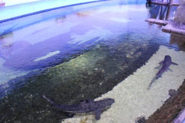 Sharjah Aquarium Görünüm Bae