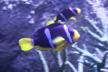 Sharjah Aquarium Görünüm Bae