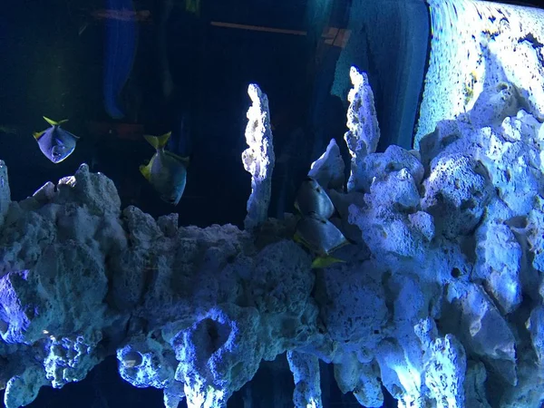 Sharjah Aquarium Görünüm Bae — Stok fotoğraf