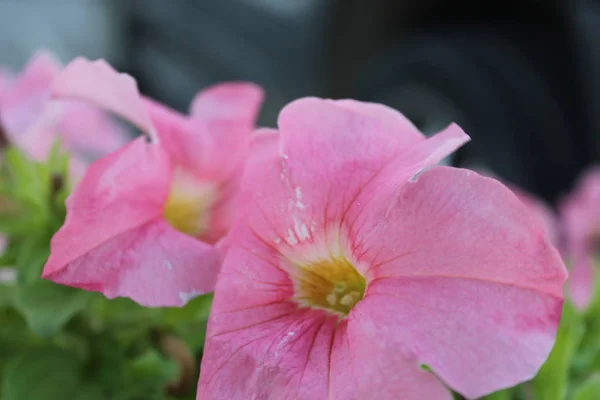 Flower Fujaira Beach Sidewalk UAE