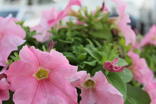 Flower Fujaira Beach Sidewalk UAE