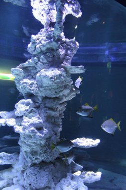 Sharjah Aquarium Görünüm Bae