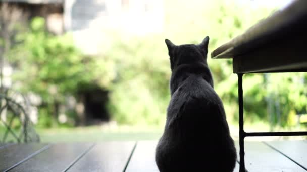 木製テラスに座って黒い猫は緑豊かな公園の背景 で後ろから撃た — ストック動画
