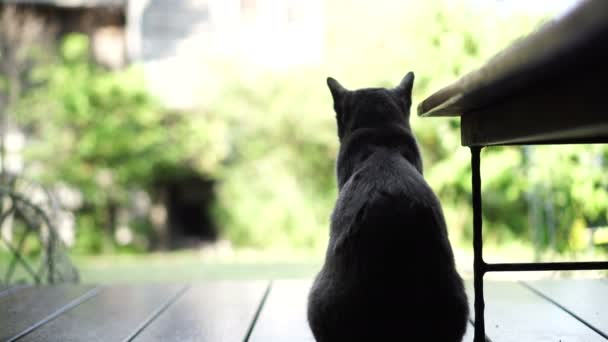 Zwarte Kat Zit Houten Terras Schoot Van Achter Met Groene — Stockvideo