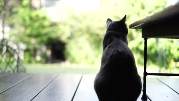 Gato Preto Sentado Terraço Madeira Tiro Por Trás Com Fundo — Vídeo de Stock