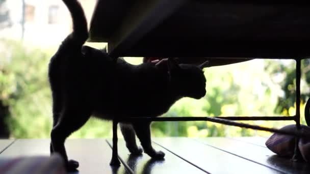 Zwarte Kat Zit Houten Terras Schoot Van Achter Met Groene — Stockvideo