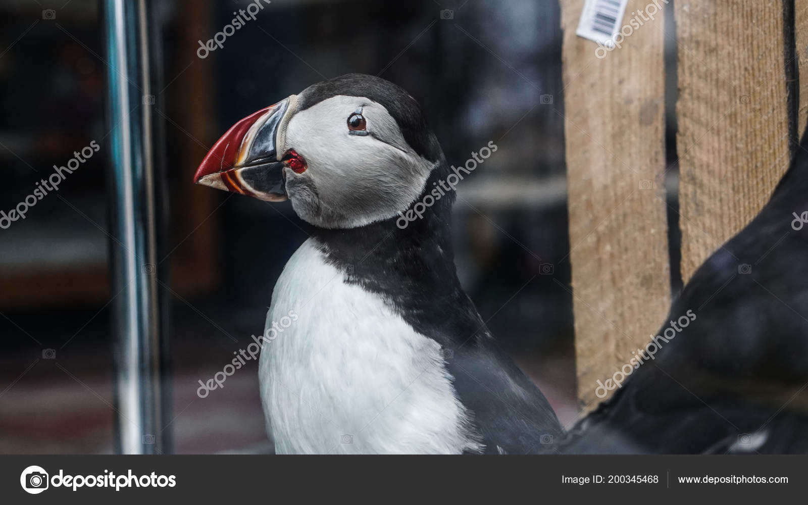 stuffed puffin