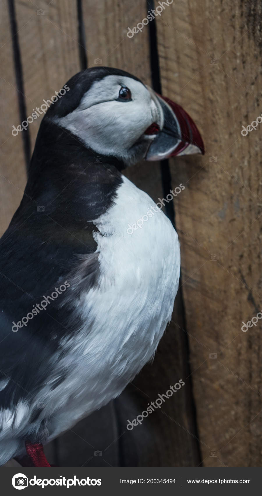 Les Oiseaux De Marie Sénégal Fin