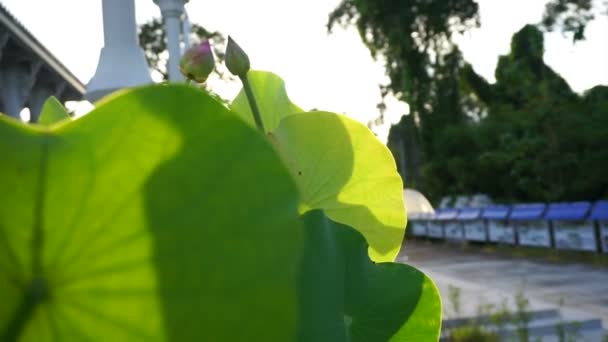 Lotus Fiore Ninfee Foglie Padella Tempio Giardino Girato Con Luce — Video Stock