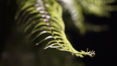 tropikal fern orman ışık ile vurdu kadar geceleri kapatın