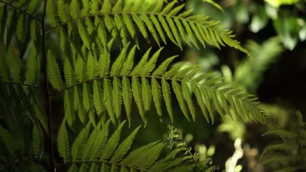 Close Tiro Floresta Samambaia Tropical Com Luz Noite — Vídeo de Stock