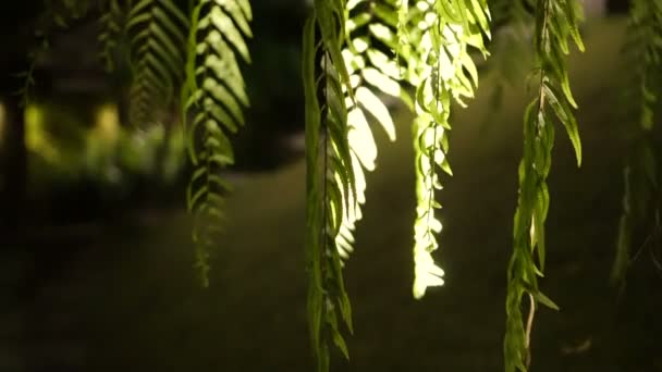 Primo Piano Colpo Foresta Felci Tropicali Con Luce Notte — Video Stock