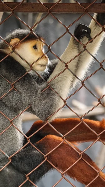 Red Shanked Douc Five Colors Endanger Monkey Cage — Stock Photo, Image