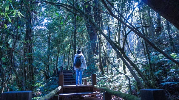 Senderismo Turístico Mujer Exuberante Bosque Natural Con Luz Solar — Foto de Stock