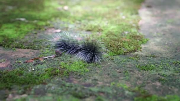 Черные Волосатые Гусеницы Ползают Влажному Лесу Зудящее Насекомое — стоковое видео
