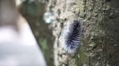 Siyah kıllı caterpillar nemli ormanda, kaşıntılı böcek tarama
