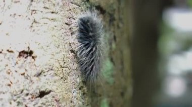 Siyah kıllı caterpillar nemli ormanda, kaşıntılı böcek tarama
