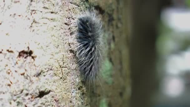 Schwarze Haarige Raupe Kriecht Feuchten Wald Juckendes Insekt — Stockvideo