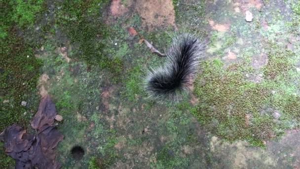 Black Hairy Caterpillar Crawling Humid Forest Itchy Insect — Stock Video