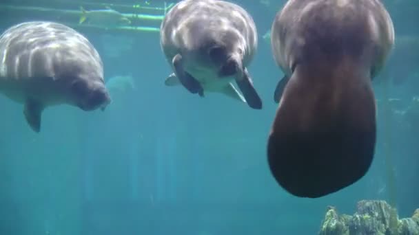 Manatíes Vacas Marinas Nadando Bajo Acuario Agua Azul — Vídeos de Stock