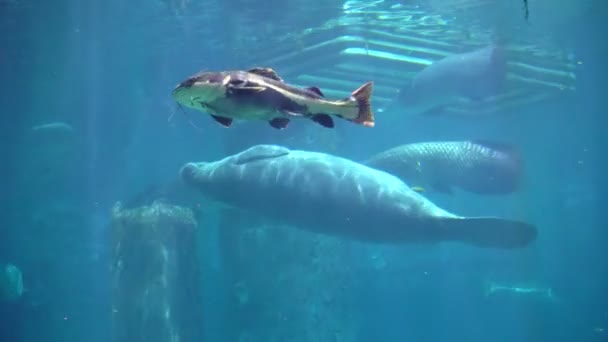 Manatíes Vacas Marinas Nadando Bajo Acuario Agua Azul — Vídeos de Stock