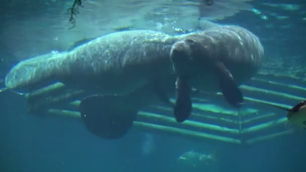 Manatees Sea Cows Swimming Blue Water Aquarium — Stock Video