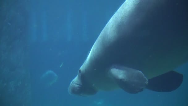 海母牛游泳在蓝色水水族馆之下 — 图库视频影像