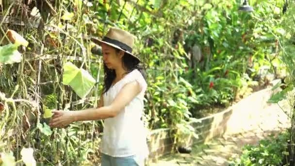 Mujer Asiática Con Sombrero Trabajando Propio Negocio Granja Plantas Verdes — Vídeo de stock