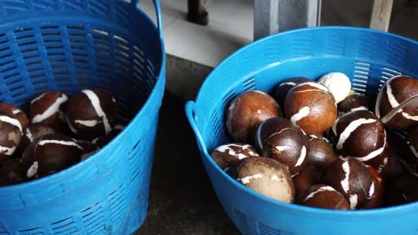 Proceso Pelado Coco Joven Antes Hacer Leche Coco País Tropical — Vídeo de stock