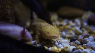 Su semenderler su tatlı gülen kertenkele gibi hayvan altında