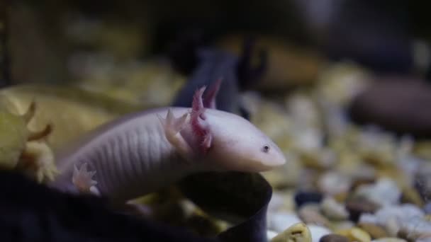 Vatten Salamandrar Vatten Söt Smiley Ödla Som Amfibie Djur — Stockvideo